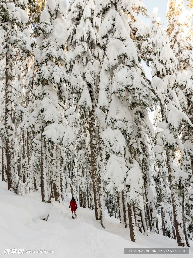 雪林漫步