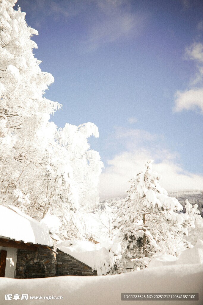 冬日雪景中的银白树木