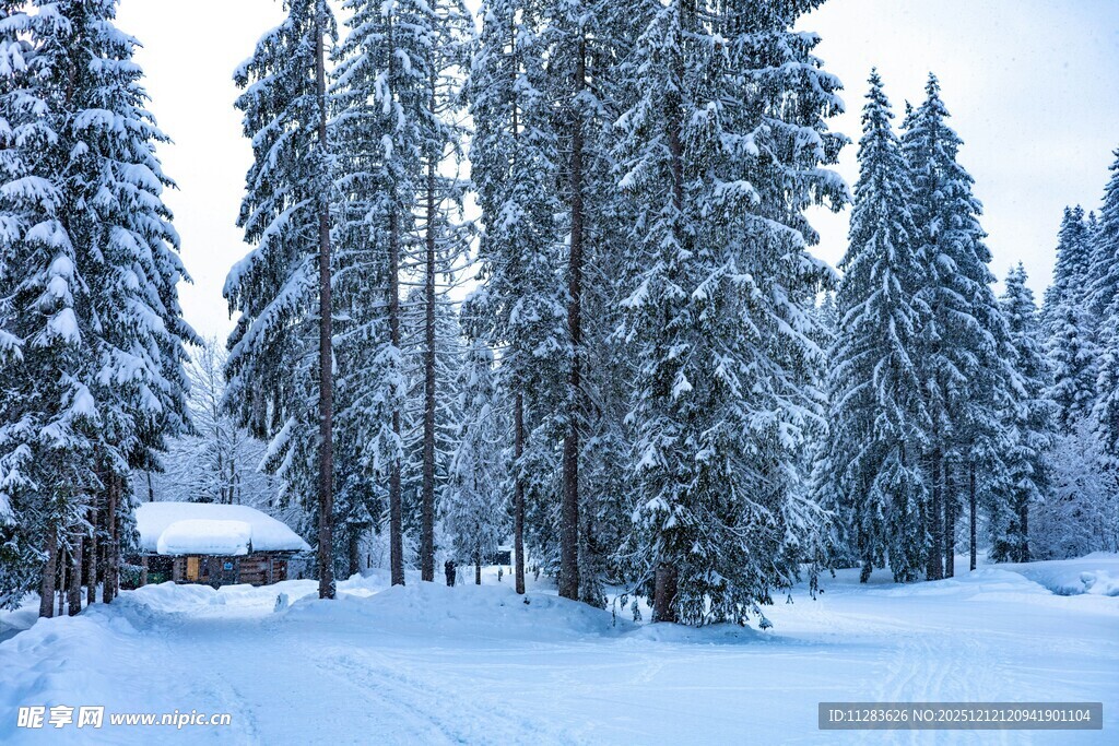 冬日雪林小屋美景