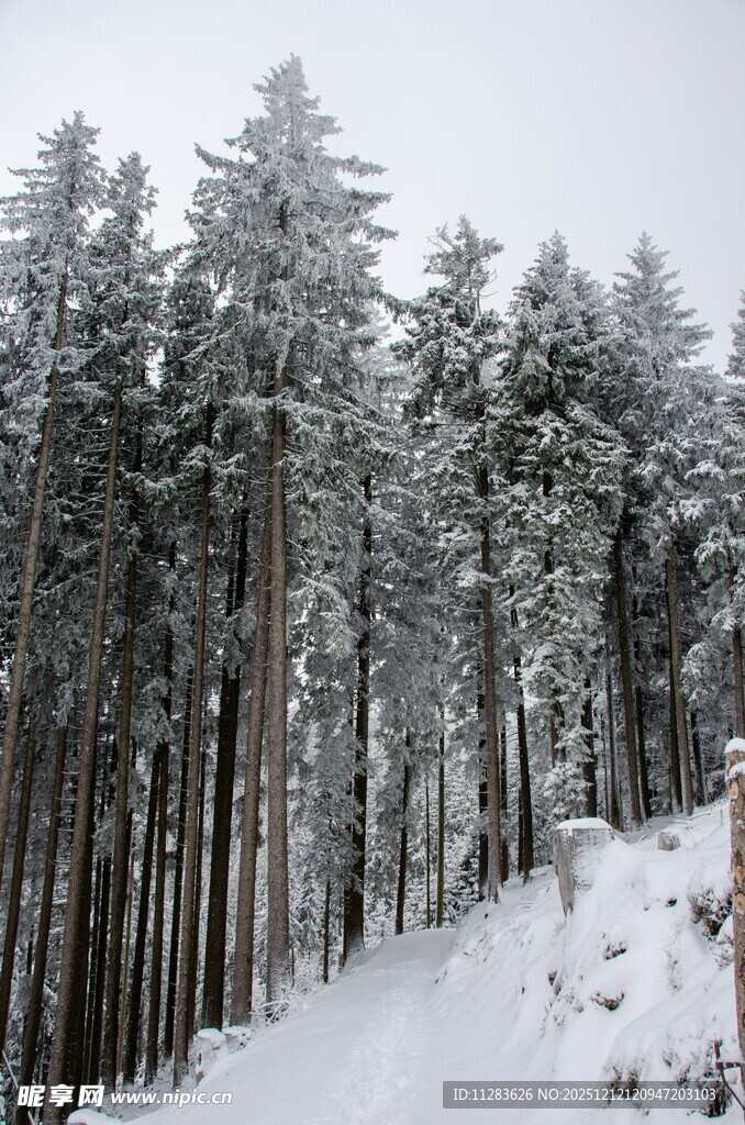 冬日雪覆森林美景