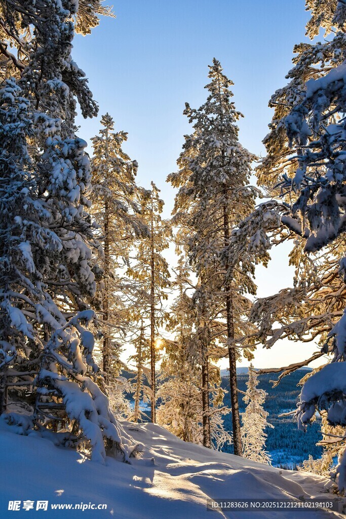 冬日雪林美景