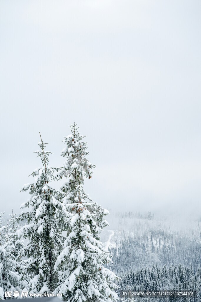 雪覆松林