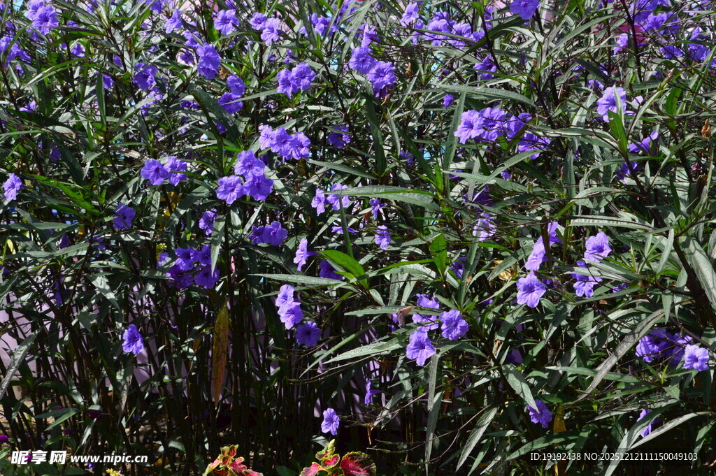 蓝花草  