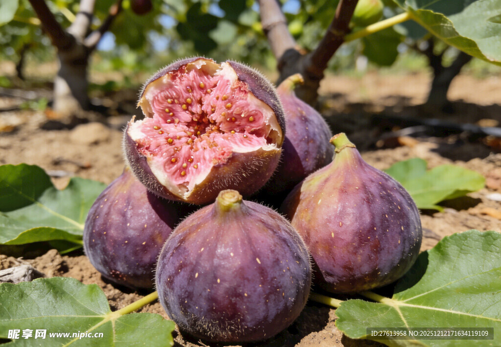 果园里的无花果