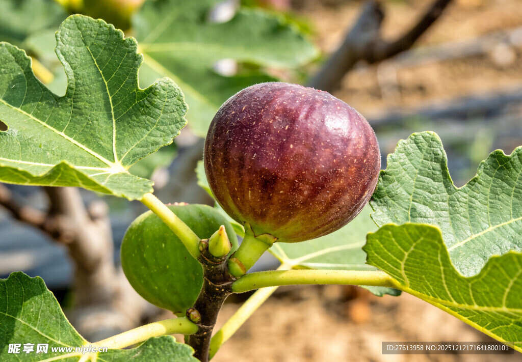 枝头的紫无花果