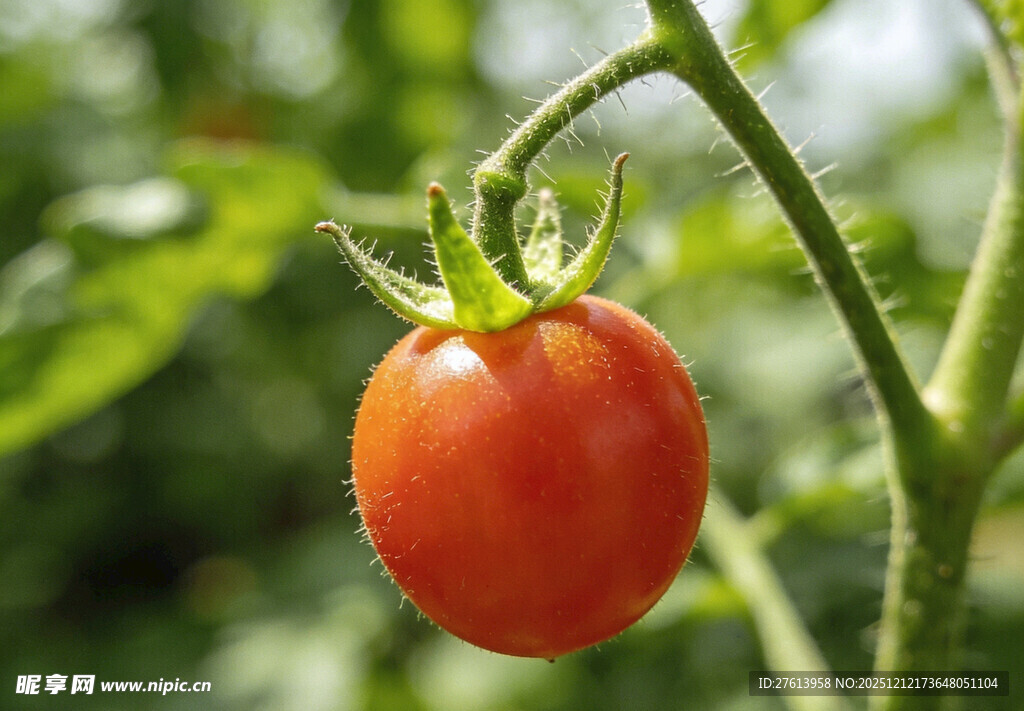 枝头小西红柿