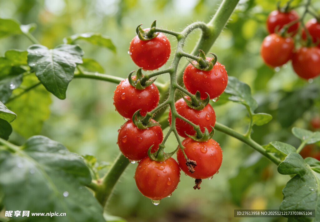 枝头小番茄