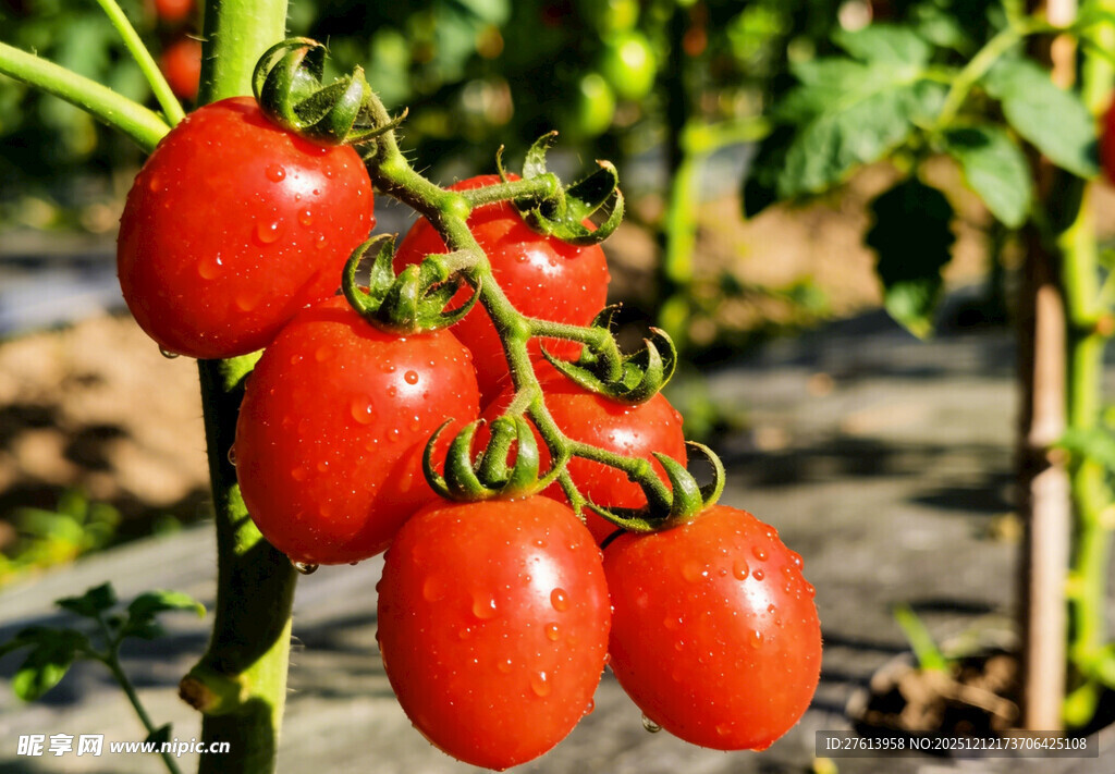 一串小西红柿