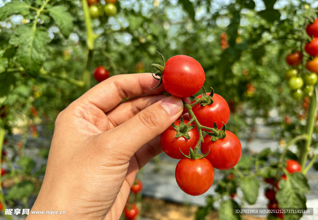 手摘小番茄