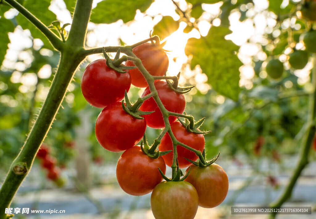 一串小西红柿