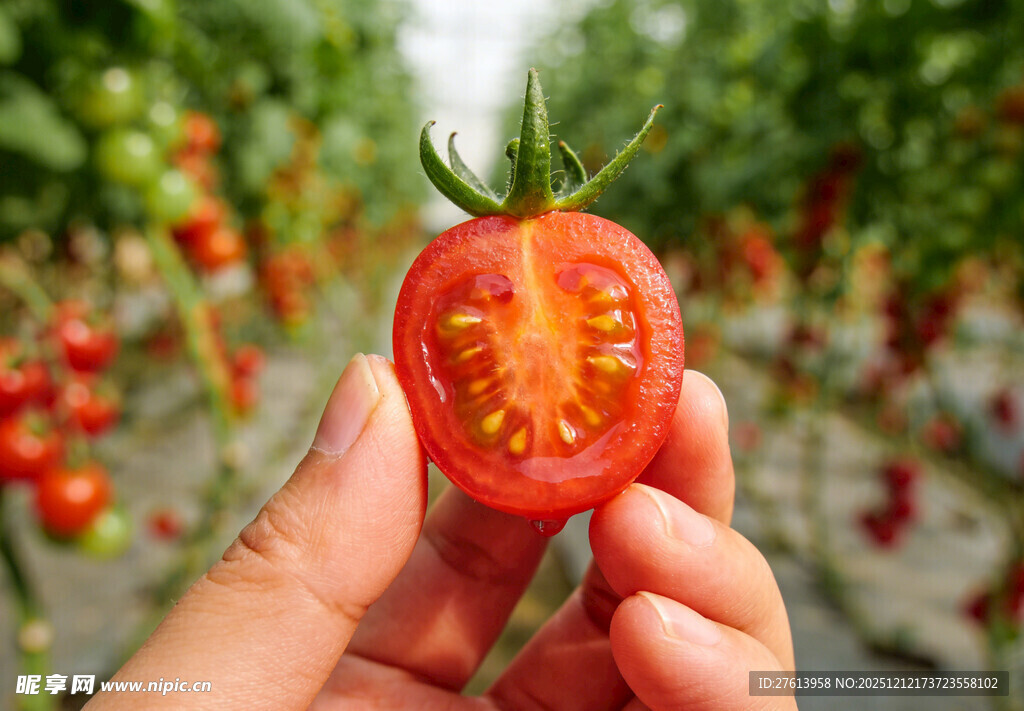 手捧切开的小番茄