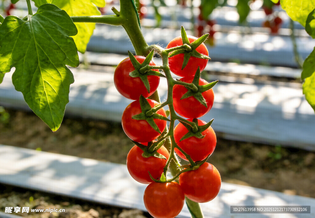 一串小番茄