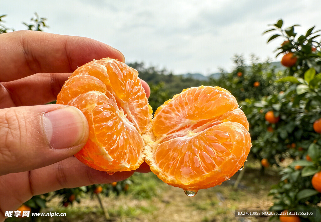 手拿剥开的砂糖橘
