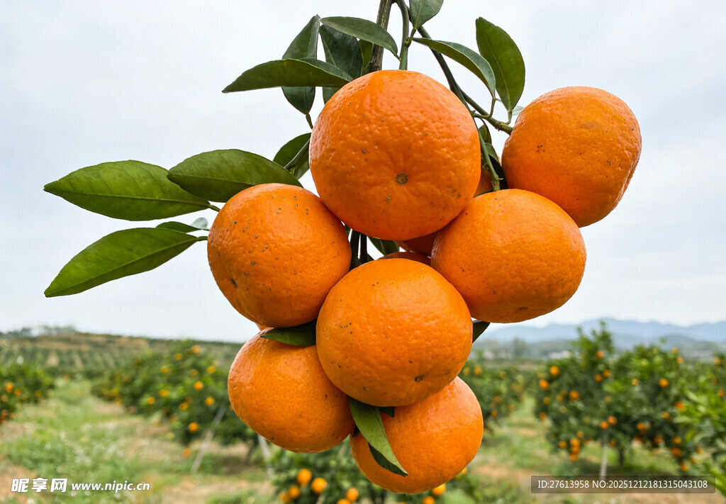 枝头的柑橘
