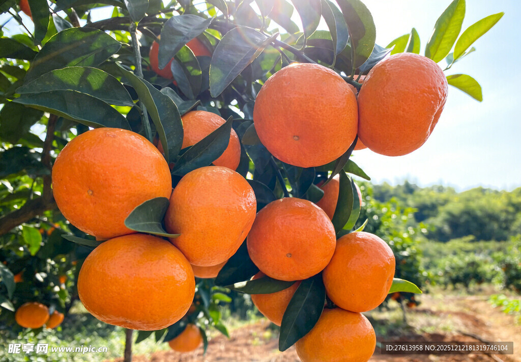 挂满枝头的柑橘