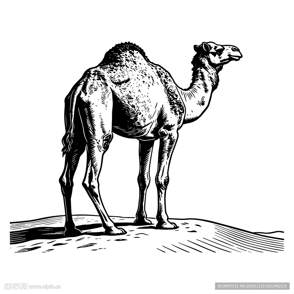 站立的骆驼
