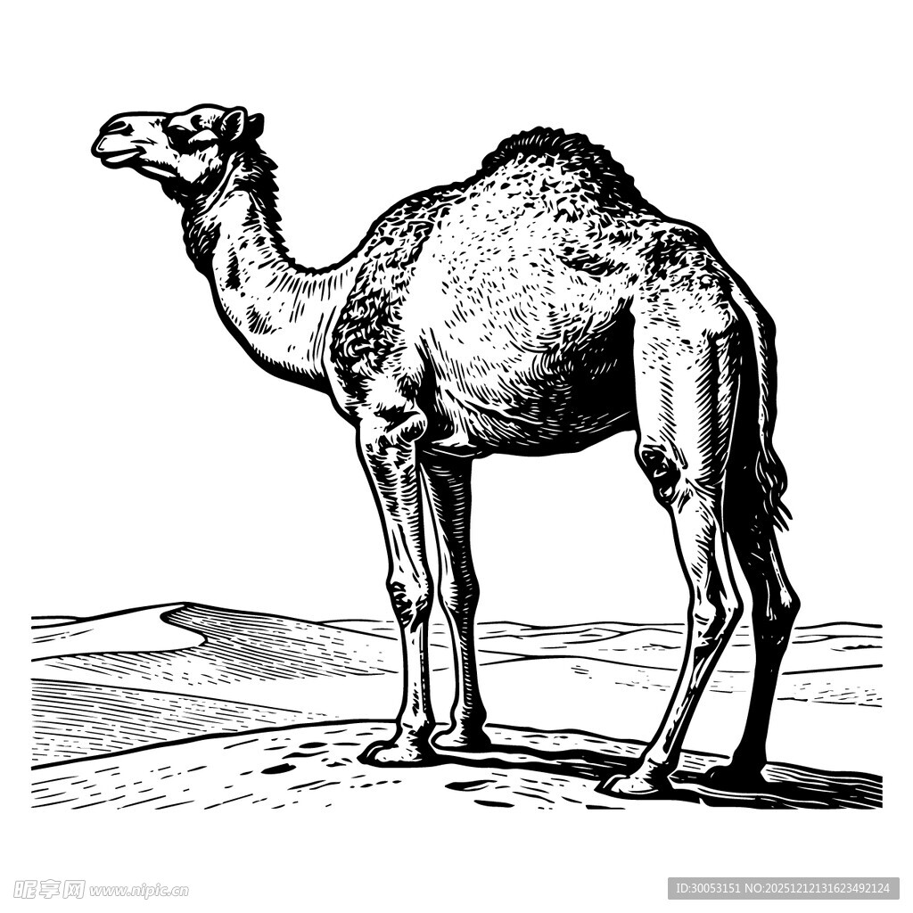 站立的骆驼