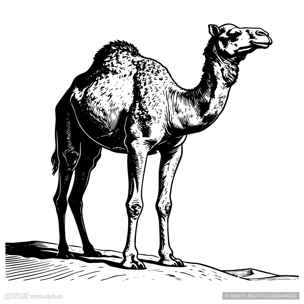 站立的骆驼黑白插画