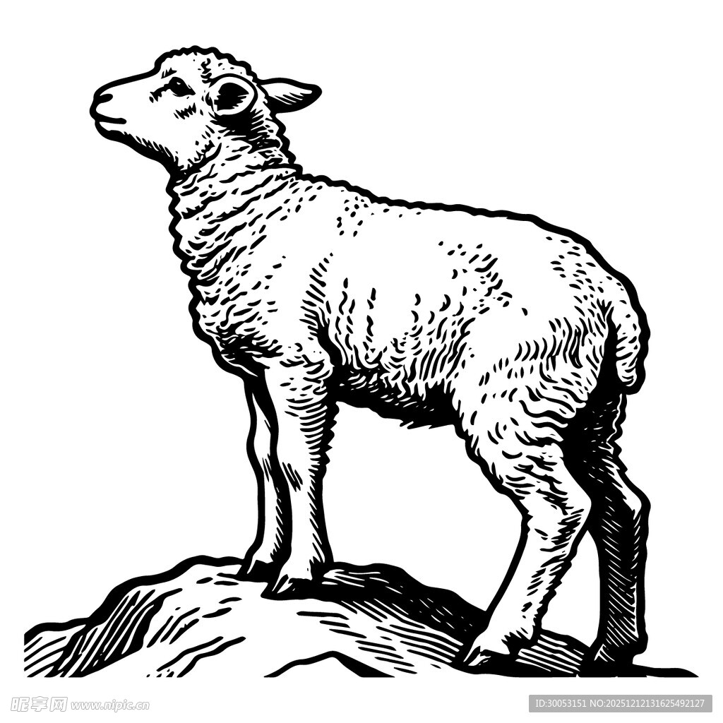 岩石上的站立绵羊