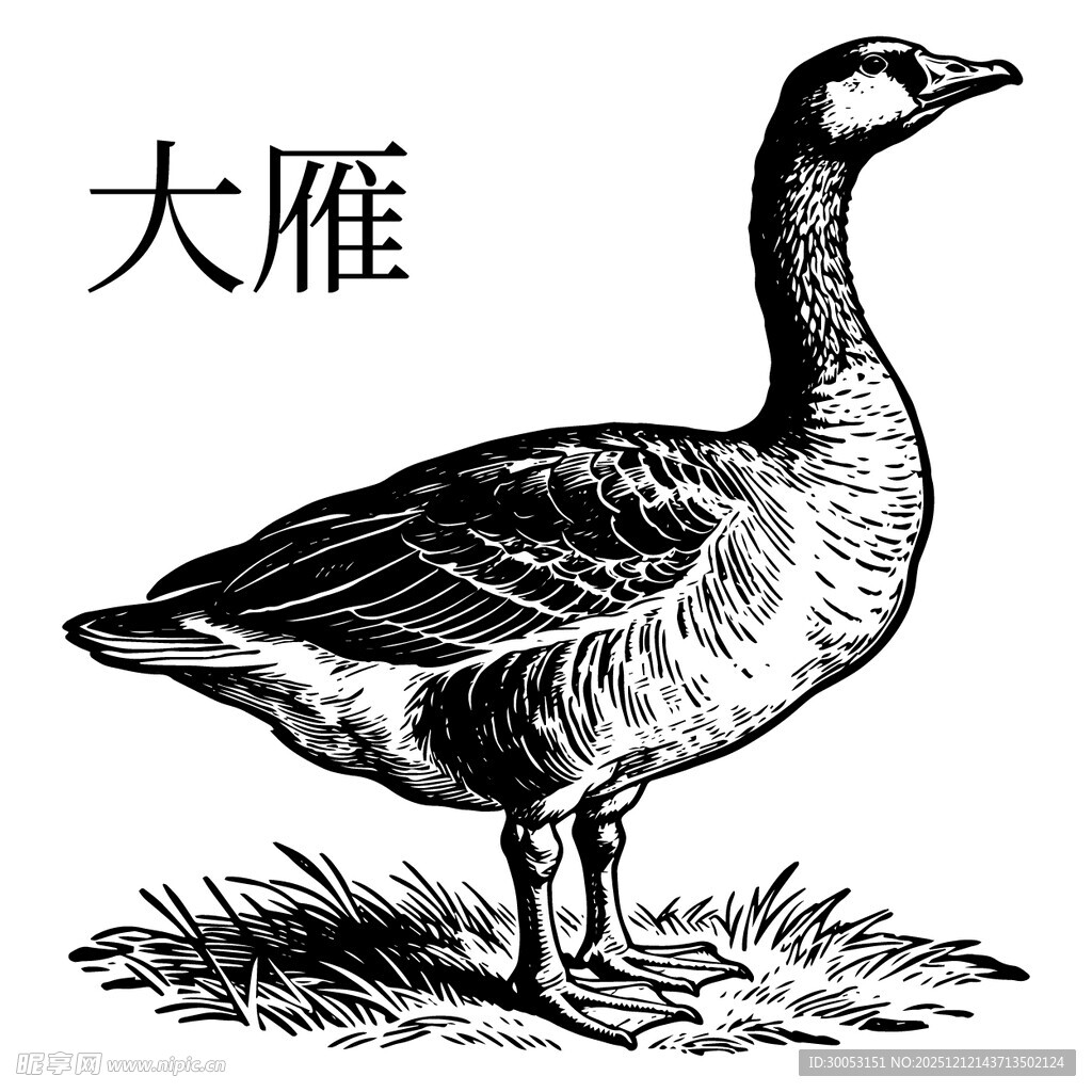 站立的大雁插画