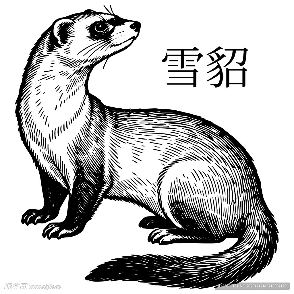 雪貂插画