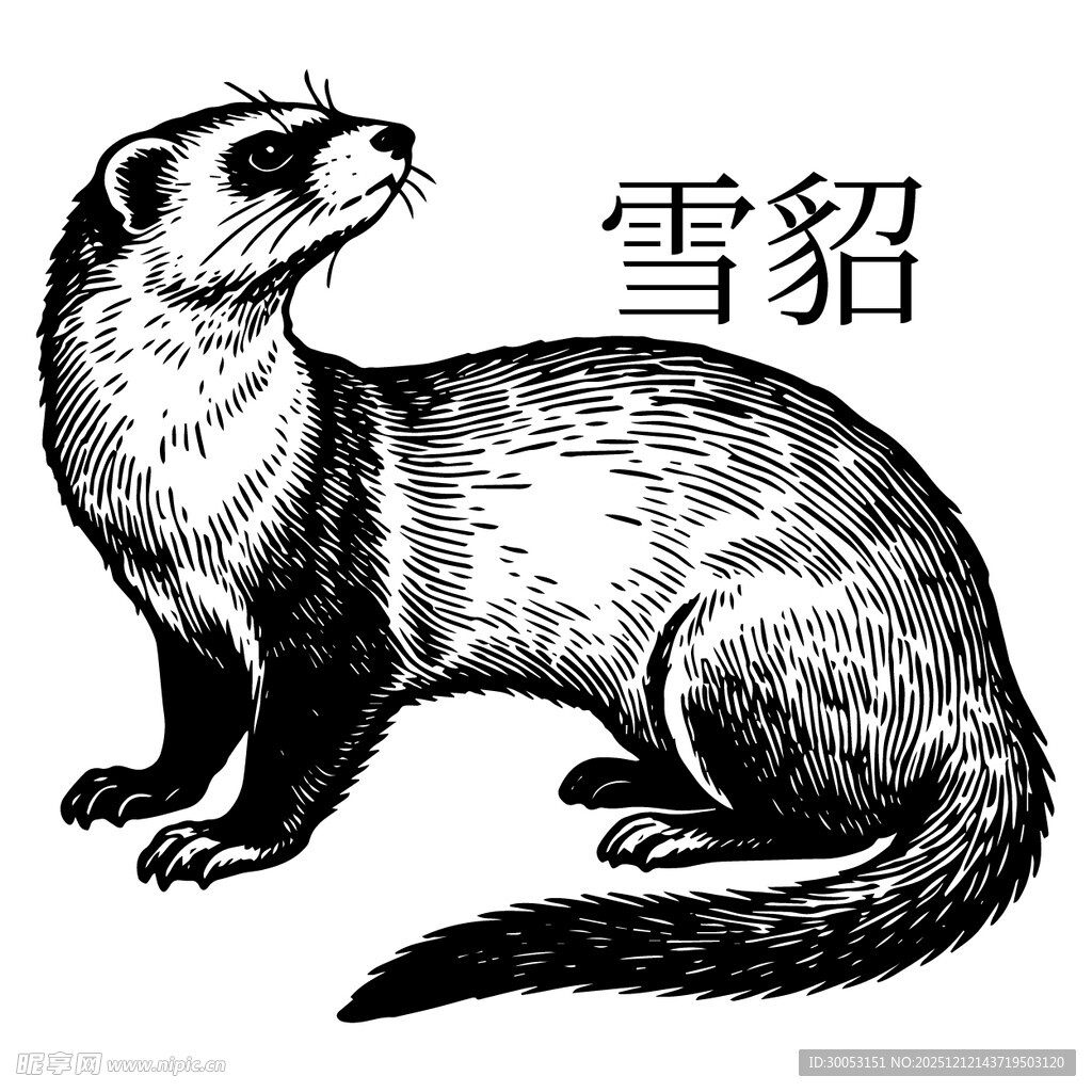 雪貂插画