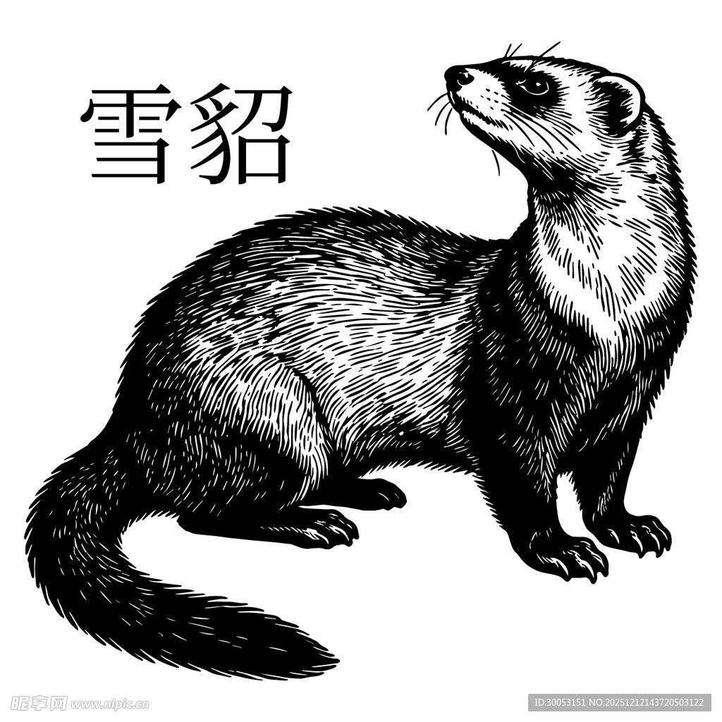 雪貂黑白插画图