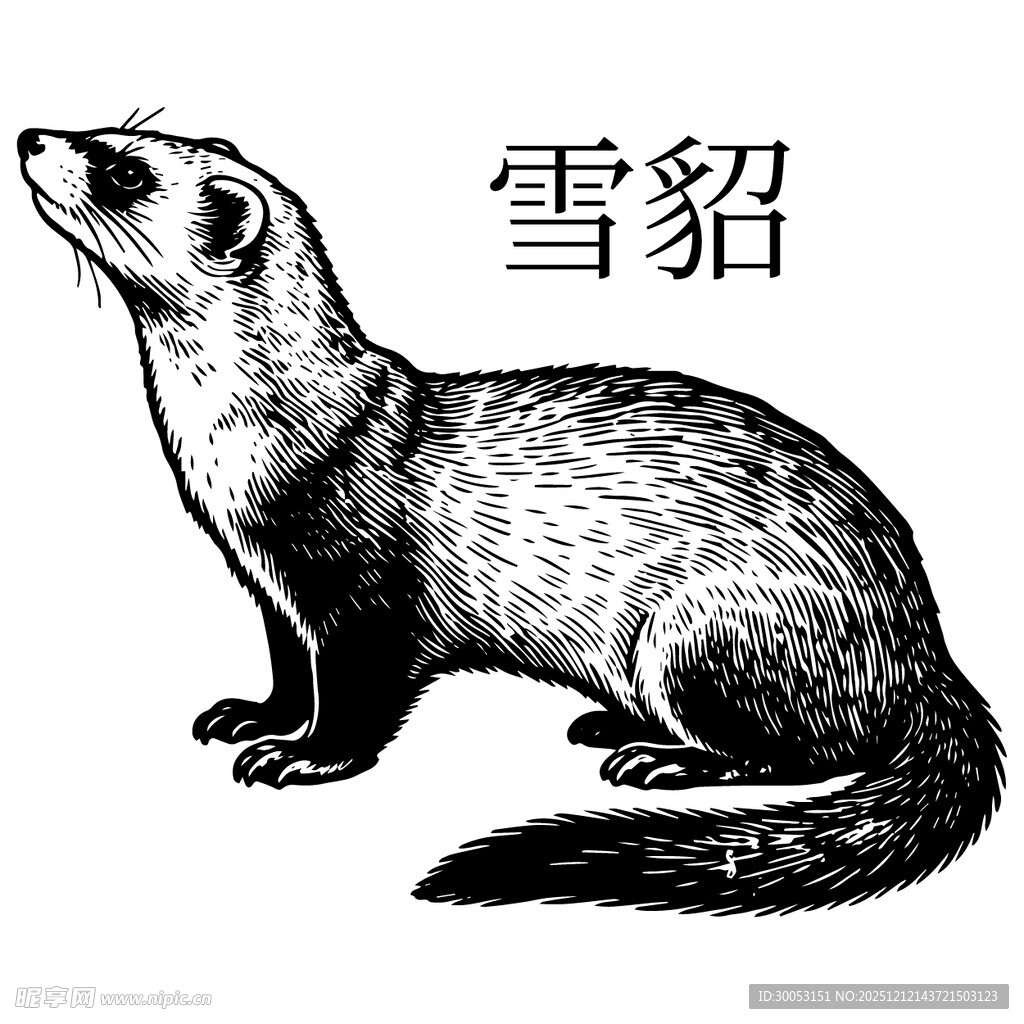 雪貂黑白插画图