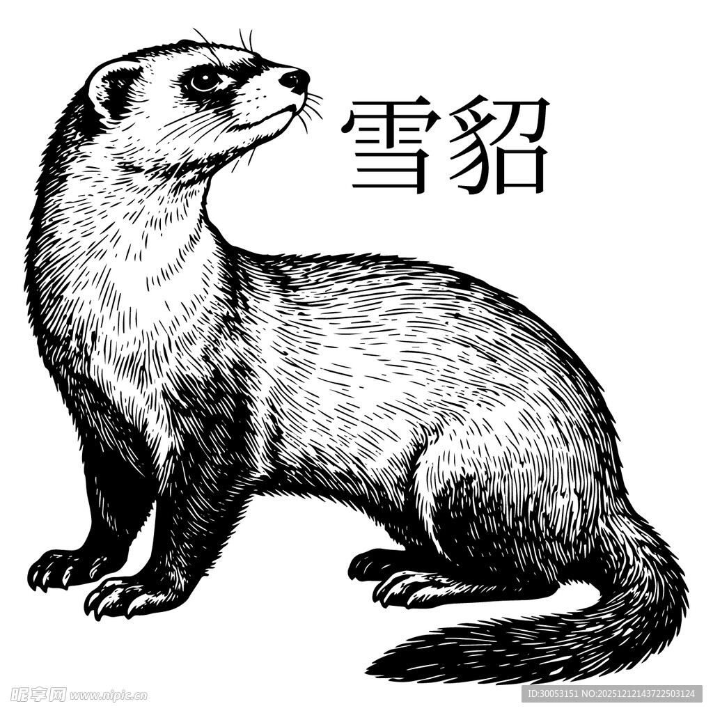 雪貂插画