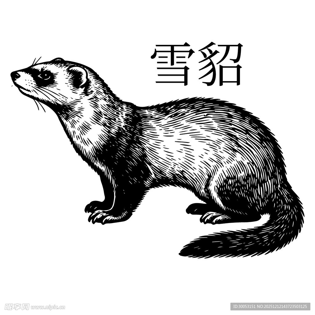 雪貂插画