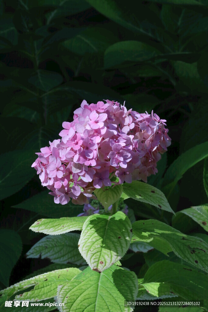 绣球花 