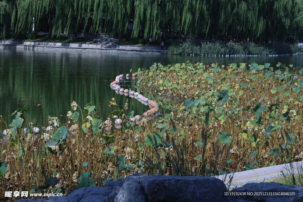 公园风景  