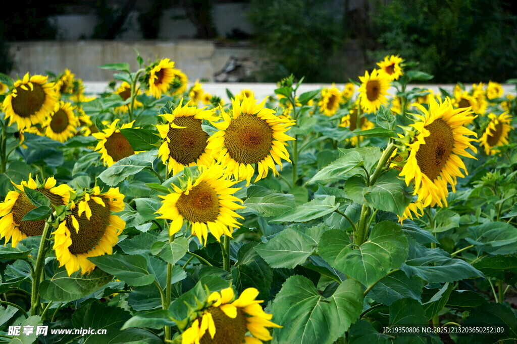 向日葵花朵花海