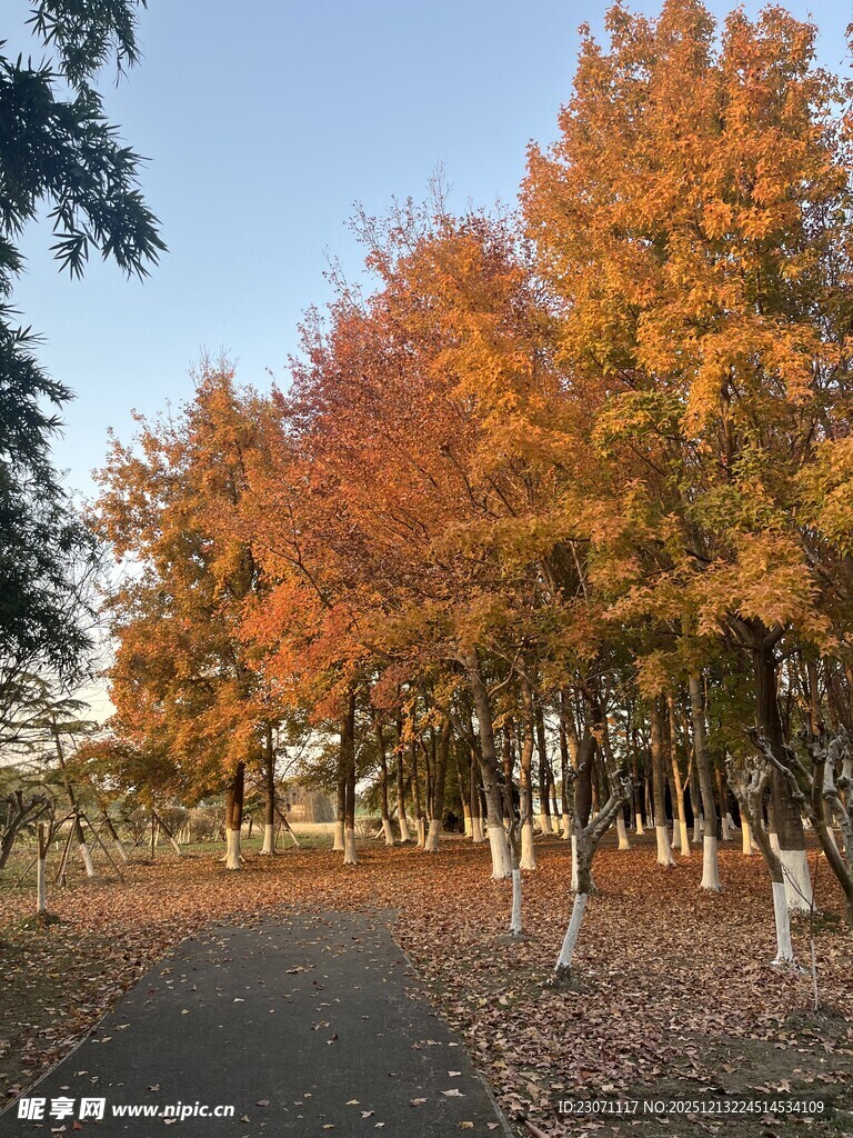 秋日林间美景