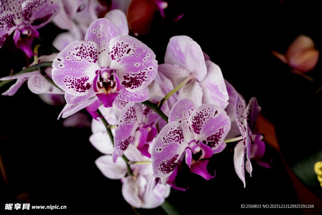 优雅紫白蝴蝶兰绽放