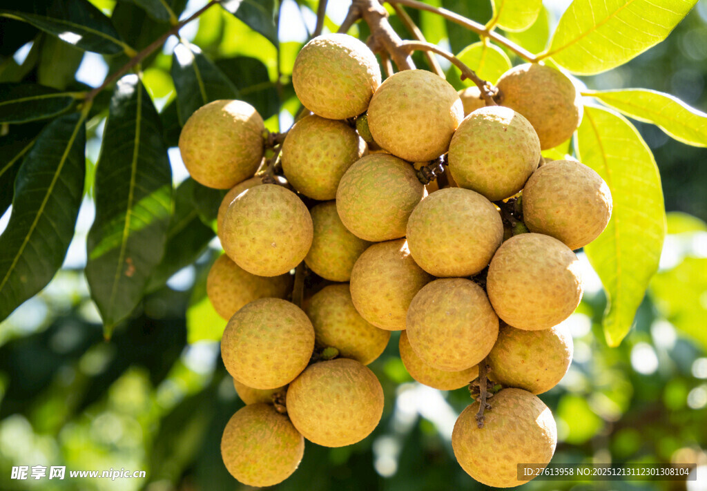 枝头饱满的龙眼