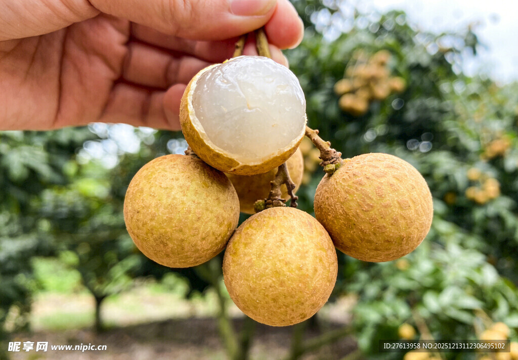 手拿新鲜的龙眼