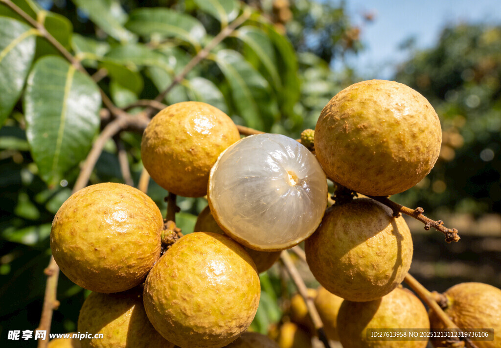 新鲜的龙眼挂在枝头