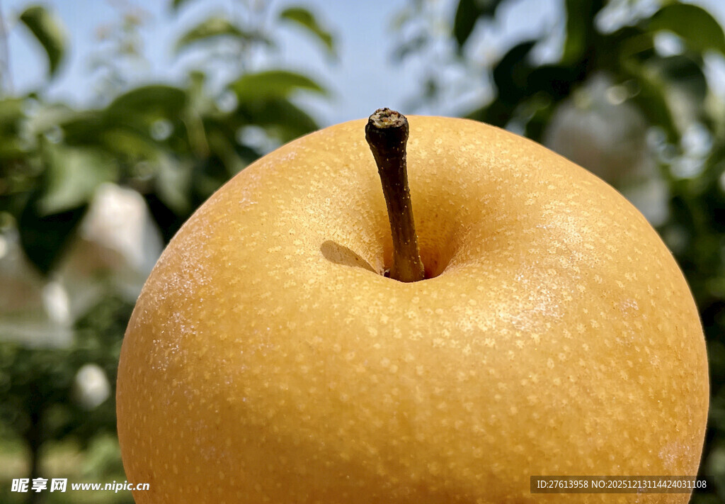 金黄饱满的秋月梨