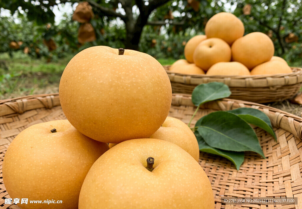 秋月梨堆于田园间