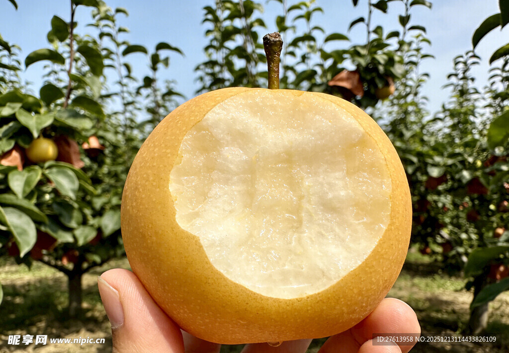 手捧咬过的秋月梨