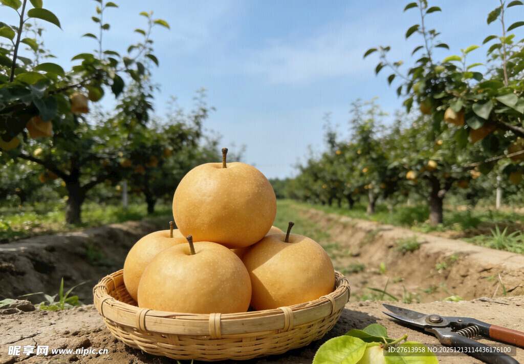 田园筐中的秋月梨