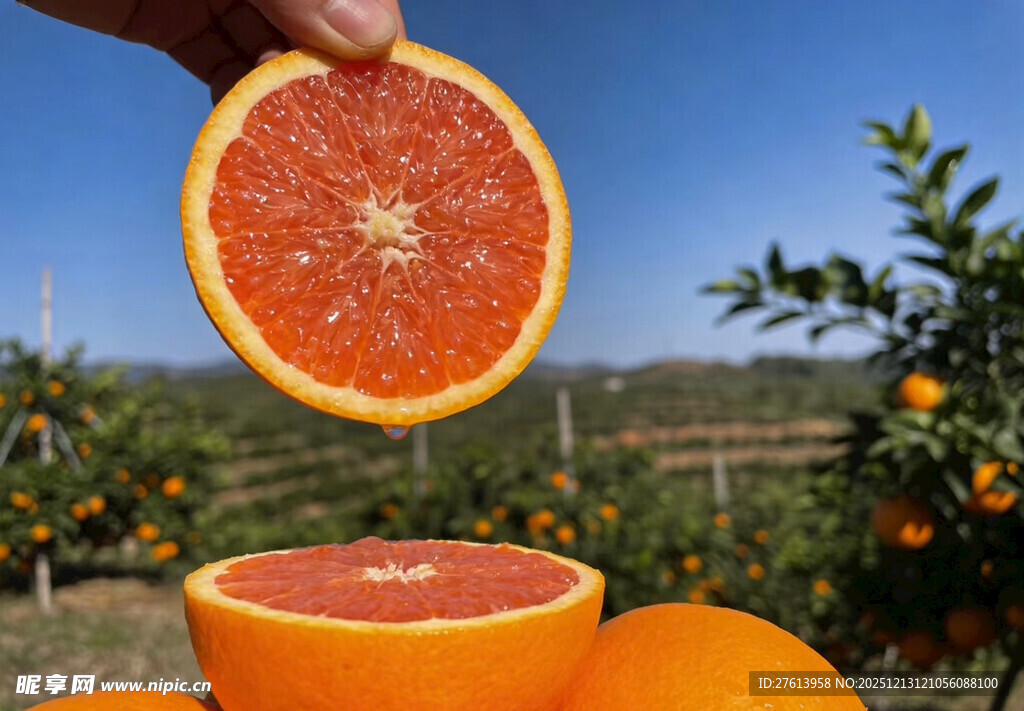 手拿血橙切片