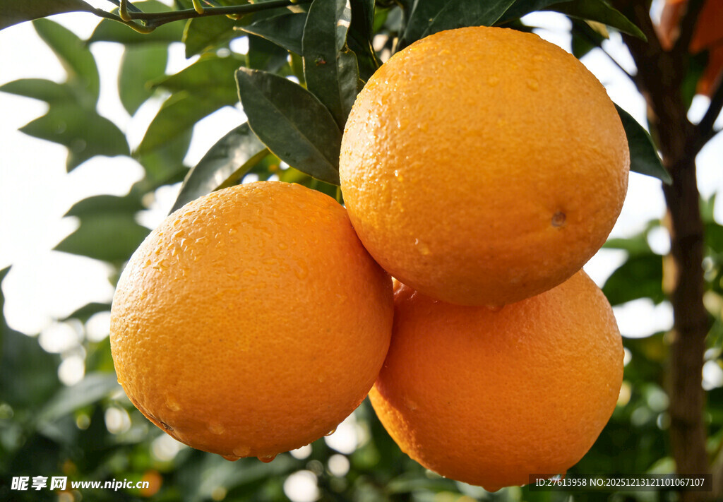 树上挂着的脐橙