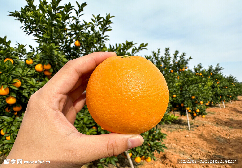 手捧脐橙