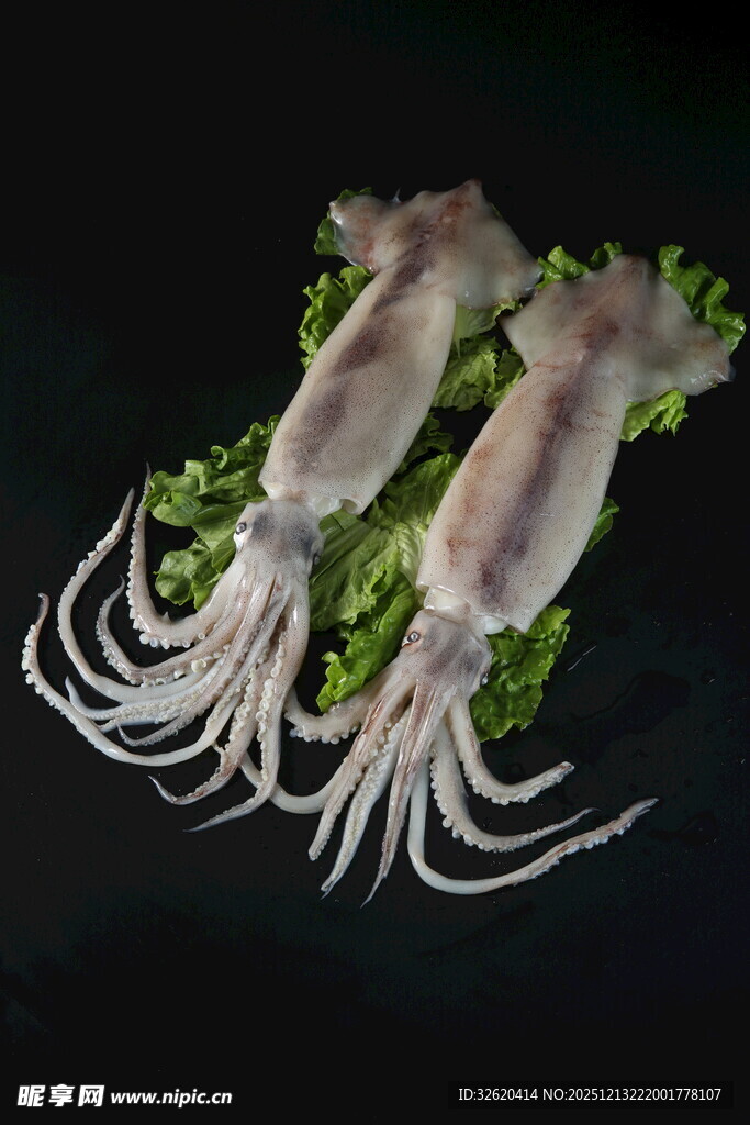 新鲜鱿鱼