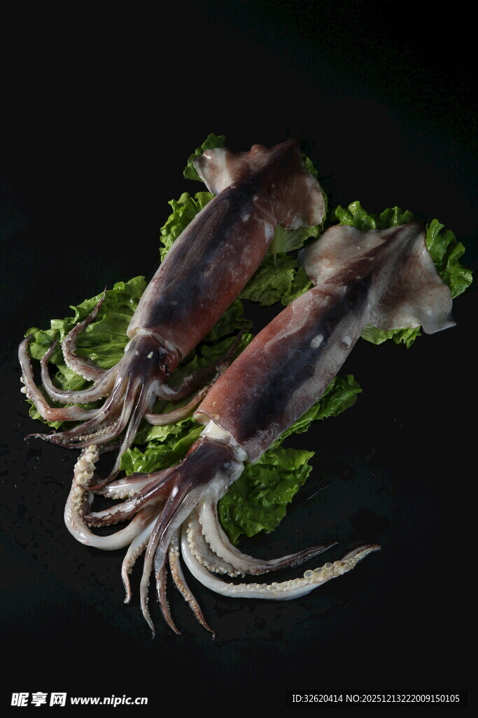 新鲜鱿鱼
