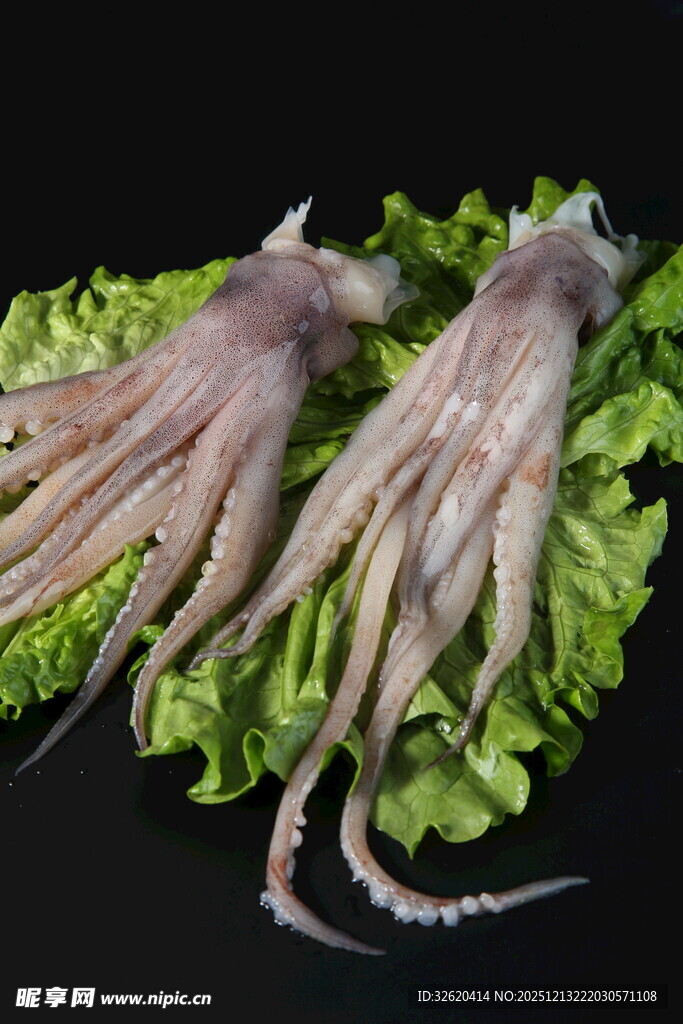 新鲜鱿鱼