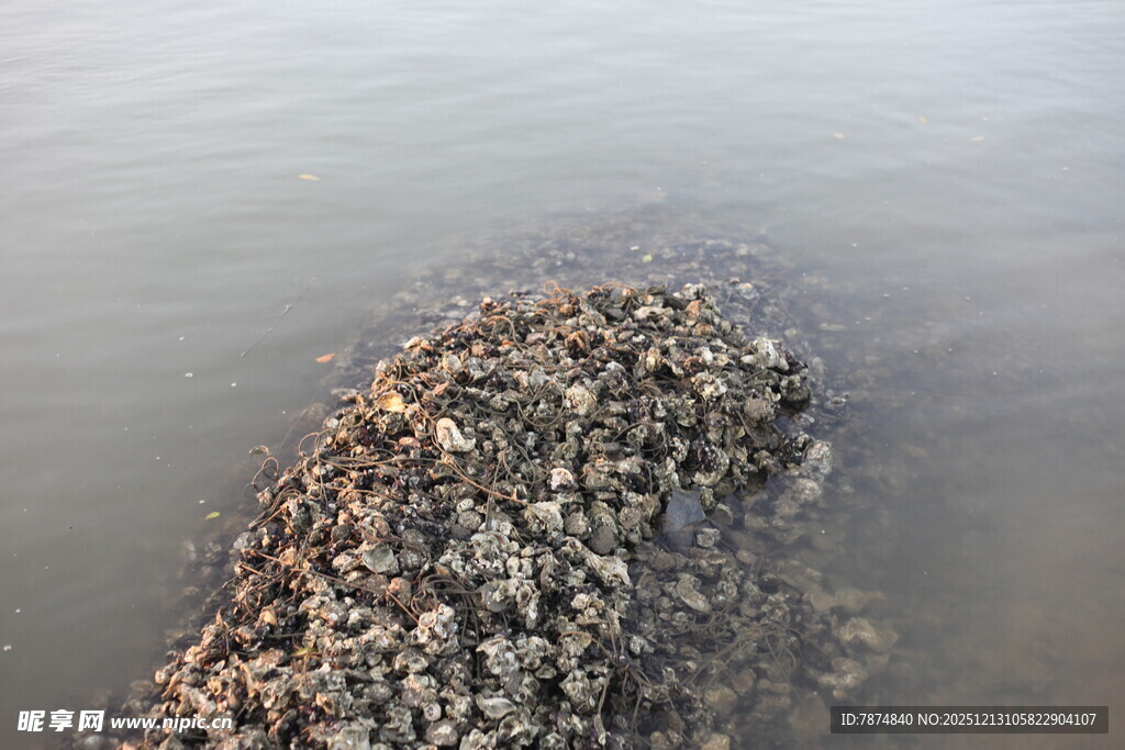 海边礁石上的贝类堆积