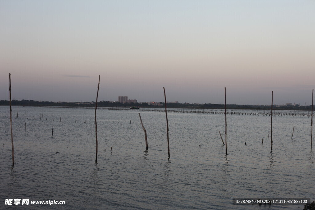 黄昏下的水域与林立木桩